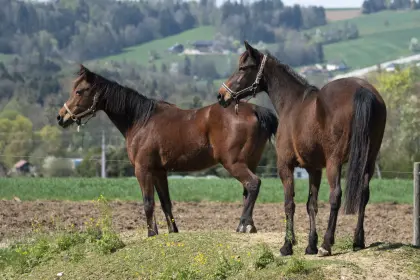 Pferde gratis zu vergeben