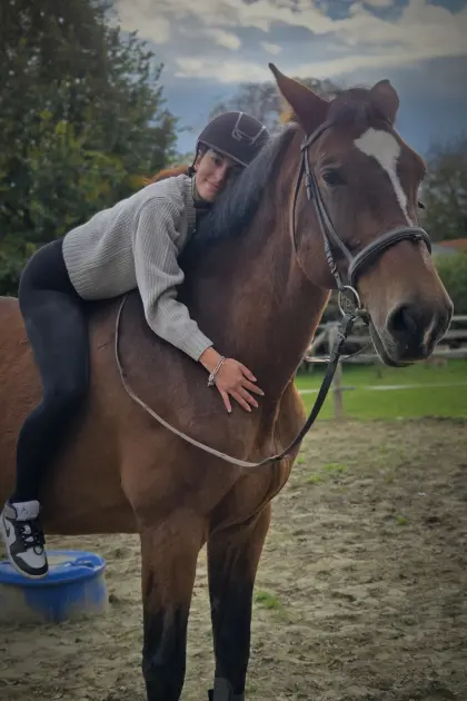 Suche Reitbeteiligung/Berittpferde