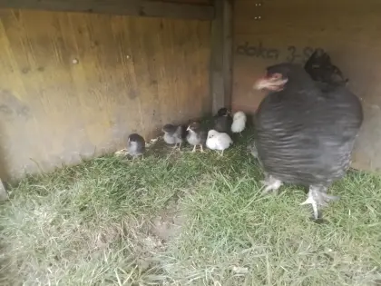 Verkaufe Glucke mit Küken