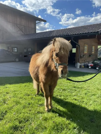 Minipony Jährlingsstute