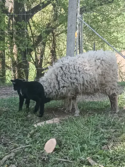 Quessantschaf (botanisches Zwergschaf) Bock