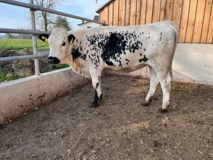 Pustertaler Sprinzen Kalbin