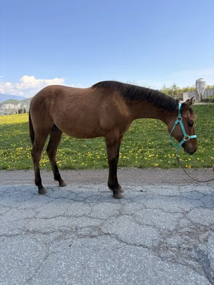 „Brandy“ Typvoller Quarter Hengstjährling