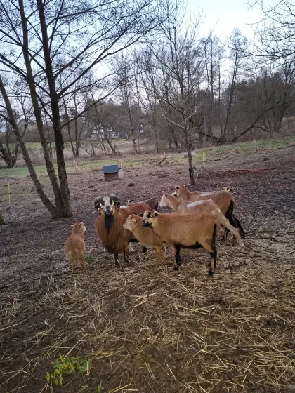 Kamerunschafe abzugeben