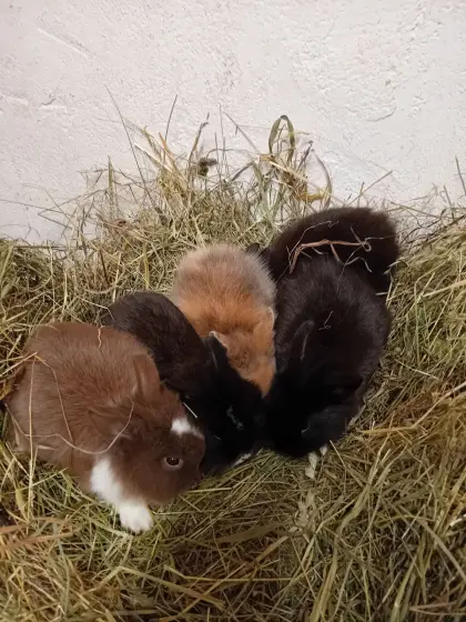 Zwerglöwenkopf Hasen