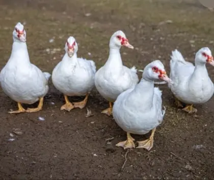 Bruteier und Jungtiere von Weiße Warzenenten