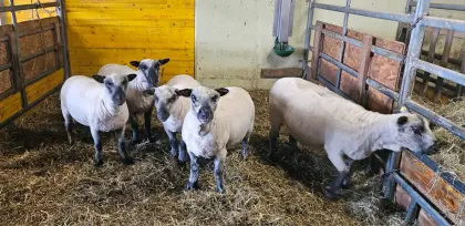 Verkaufe Shropshire Schafe 1/2 bis 3 Jahre