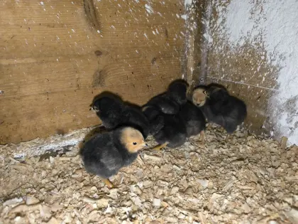 Küken Vorwerk Hühner