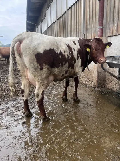 Original Pinzgauer-Jungkuh