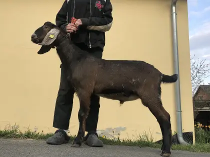 Anglo-Nubier Zuchtbock