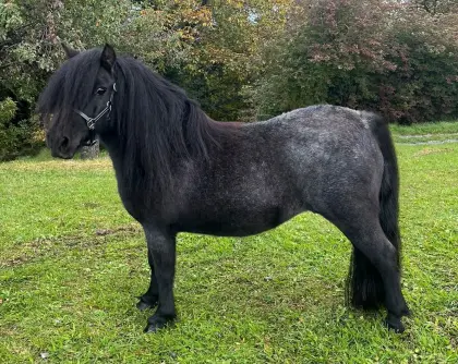 Shetlandpony