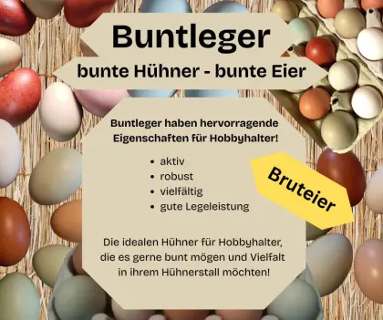 Buntleger / Easteregger Bruteier