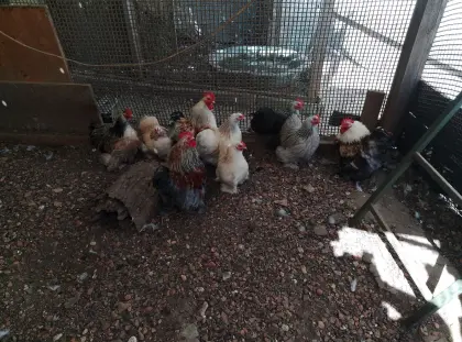 Bruteier Zwerg Cochin