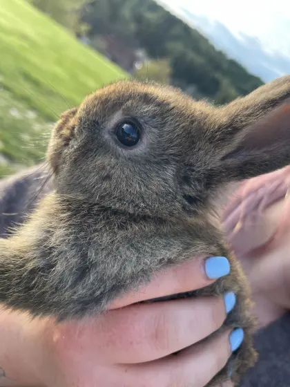 Hasen Wiener Rammler