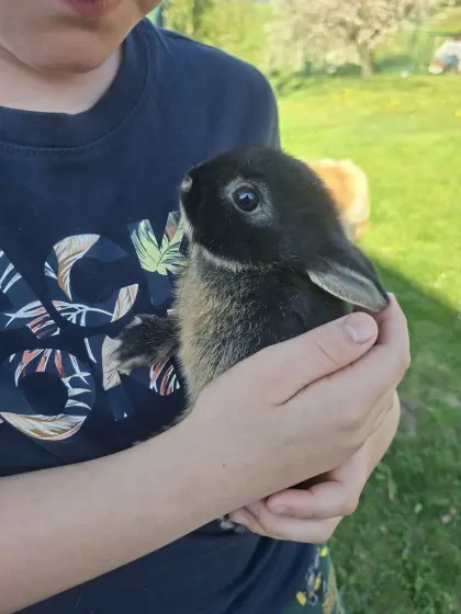 Kaninchen