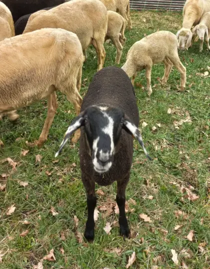 Jura x Bergschaf Mix