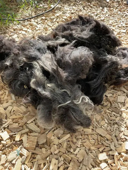 Suchen unbehandelte Schafwolle