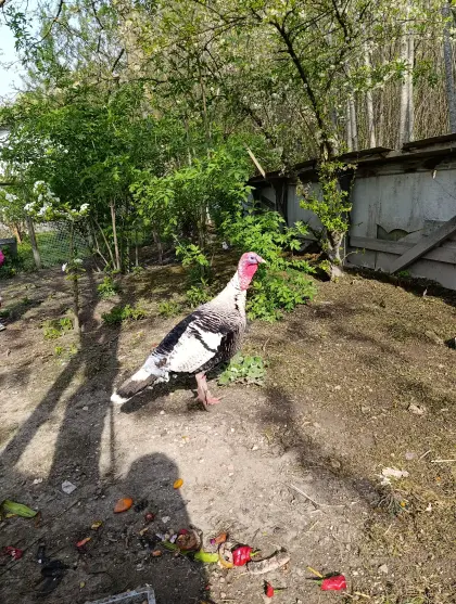 Truthahn zu verschenken