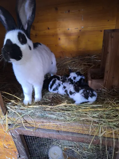 Riesenschecken Babys