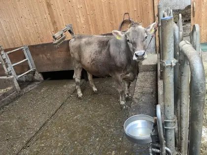 Hochträchtige Kalbin