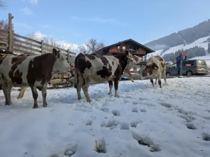 Kalbin soll kalben 20.07.2026