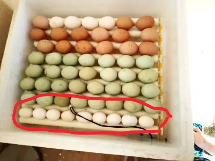 Holländische Zwerghuhnbruteier