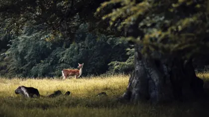 2 ha bis 7 ha Wiese mit Stall zu verpachten