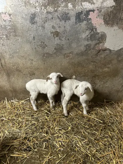 Lämmer M/W ab Juni/Juli abzugeben