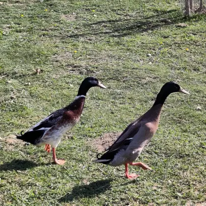 Laufenten, Erpel, 2 Stk.