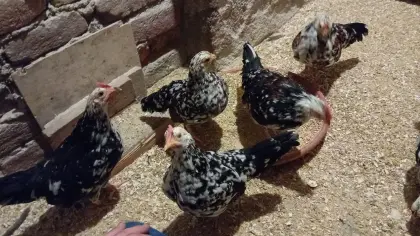 Steinpiperl Junghähne