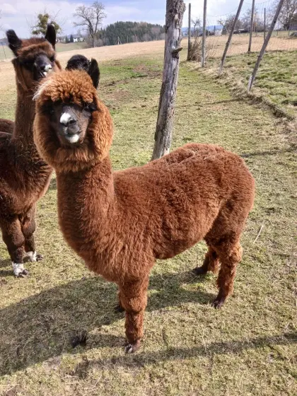Alpakas