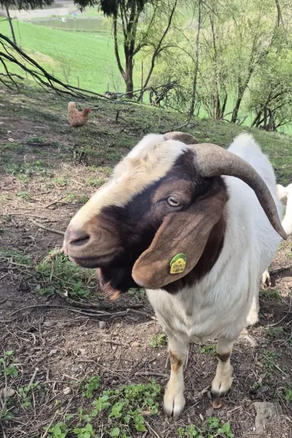 Buren Ziegenbock
