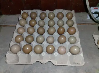 Bruteier Böhmischer Jagdfasan