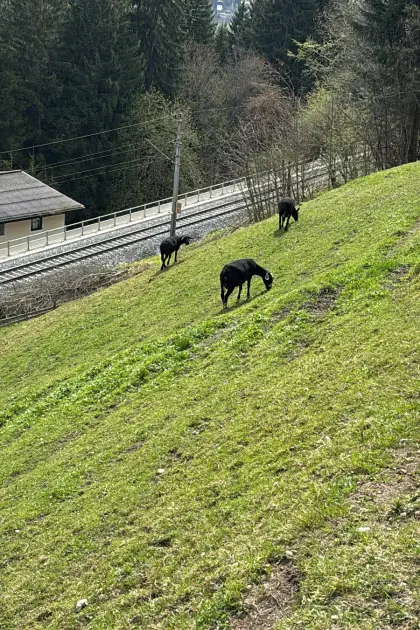 Verkaufe Ziegen und Schafe wegen Betriebsauflösung