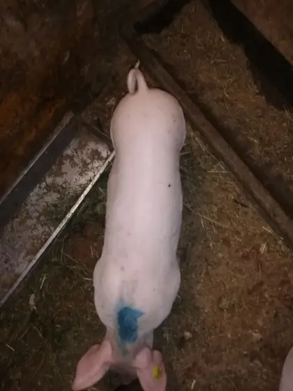 Ferkel