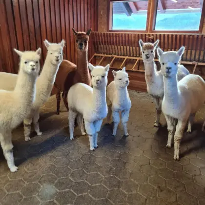 Alpaka Zuchtstuten und Hengste