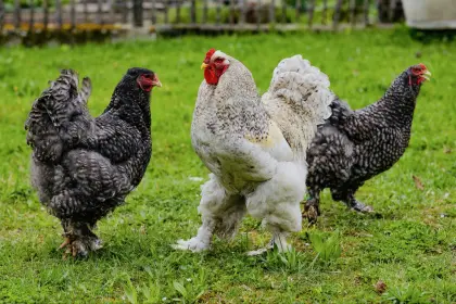 Bruteier Brahma gesperbert reinrassig