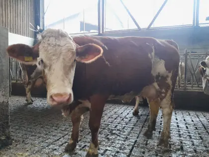 Milchkuh zu verkaufen