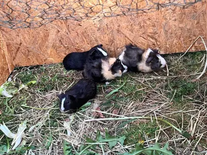 Meerschweinchen