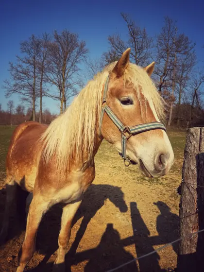 Haflingerhengst 2,5 mit Top Papier