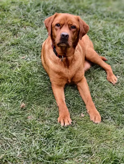 Labrador mit Ahnentafel