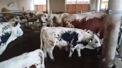 Pustertaler Spitzen Stierkalb