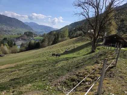 Almplatz für Ponyhengst, St. Veit