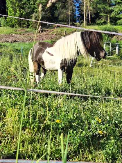 Amerikanisches Miniaturpferd