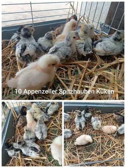 Appenzeller Spitzhauben Küken