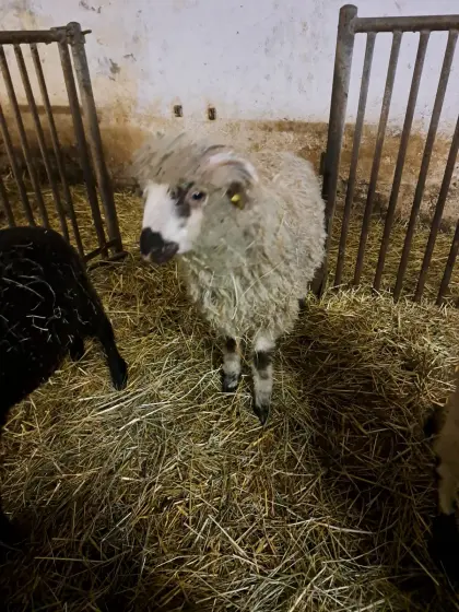 2 Lämmer zu verkaufen