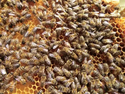 Carnica Bienen