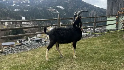 Pinzgauer Strahlenziegenbock