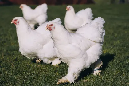 Bruteier grosse Brahma reinrassig weiss