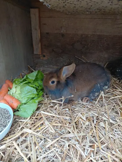 Löwenkopf Zwergkaninchen